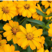 French Marigold Seeds Disco Mix Seeds