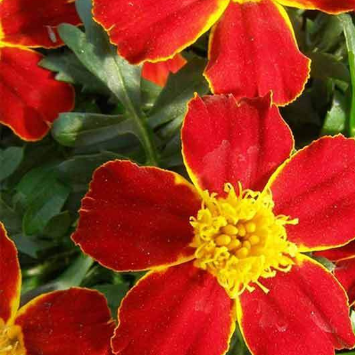French Marigold Seeds Disco Mix Seeds
