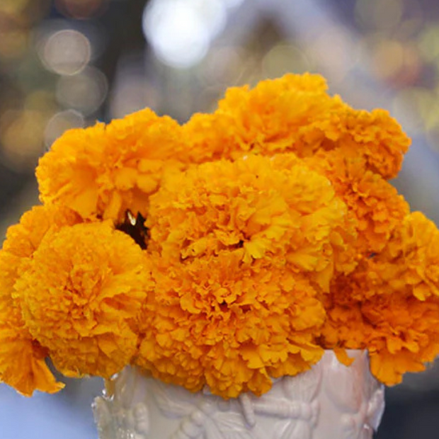 Marigold Coco Deep Gold Seed