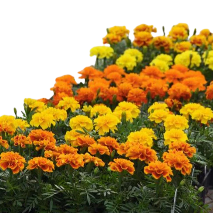 Marigold Seed Bonanza Mix Seeds