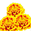 Marigold Seed Dainty Marietta  