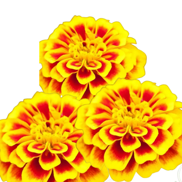 Marigold Seed Dainty Marietta &nbsp;