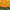 Heirloom French Marigold Seed Bonanza Flame Flower Seeds
