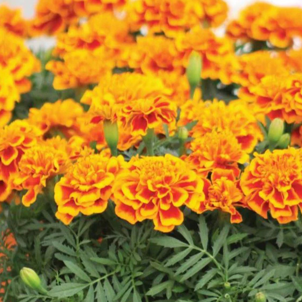 Heirloom French Marigold Seed Bonanza Flame Flower Seeds