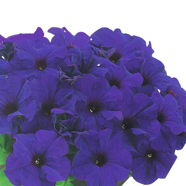Petunia Midnight Dreams Seeds