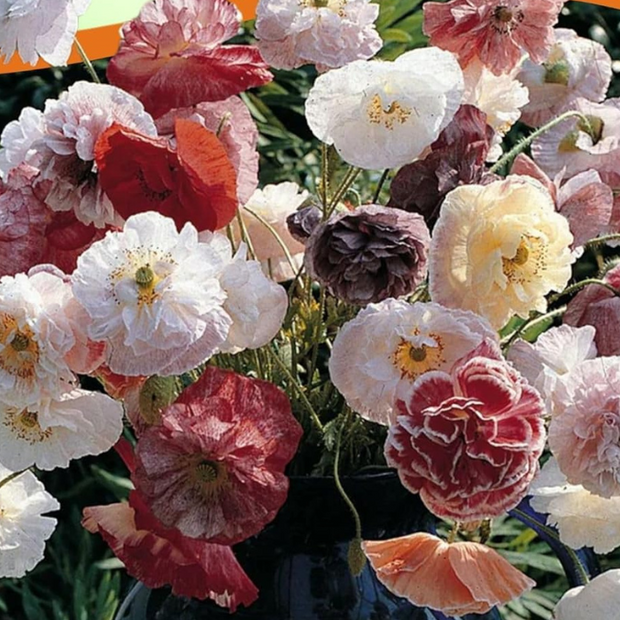 Poppy Seeds - Angel's Choir