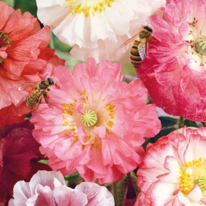 Angel's Choir Poppy Seeds - Angel's Choir