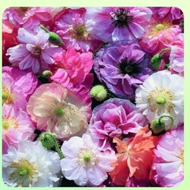 Angel's Choir Poppy Seeds - Angel's Choir