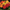 Gerbera Cartwheel Autumn Colors Seed