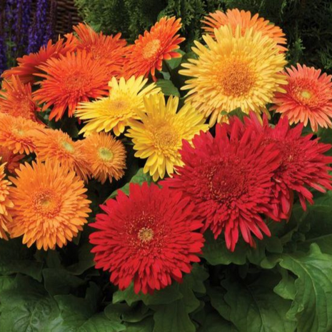 Gerbera Cartwheel Autumn Colors Seed
