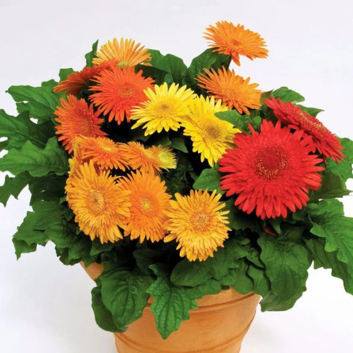 Gerbera Cartwheel Autumn Colors Seed