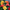 Gerbera Cartwheel Autumn Colors Seed