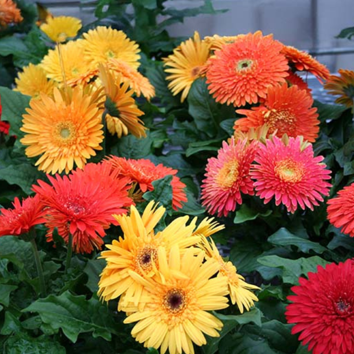 Gerbera Cartwheel Autumn Colors Seed