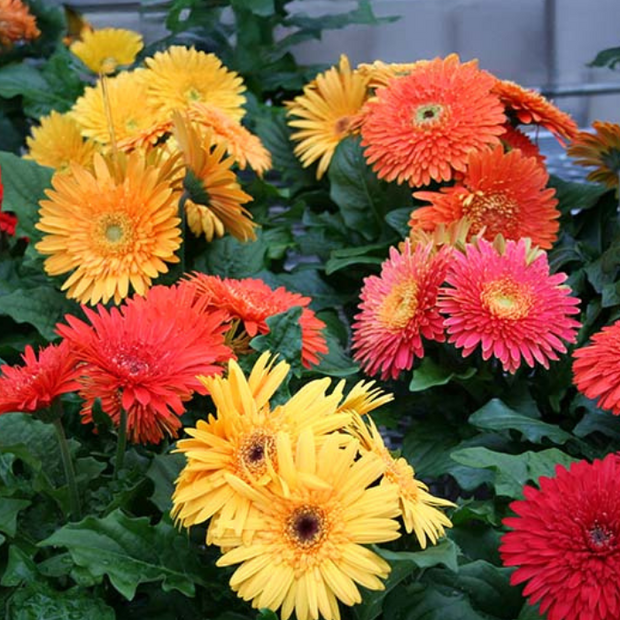 Gerbera Cartwheel Autumn Colors Seed