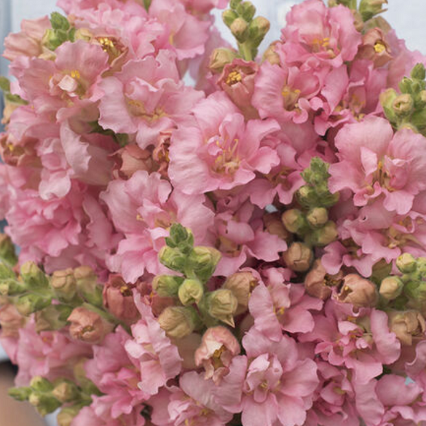 Madame Butterfly Pink (F1) Snapdragon Seed