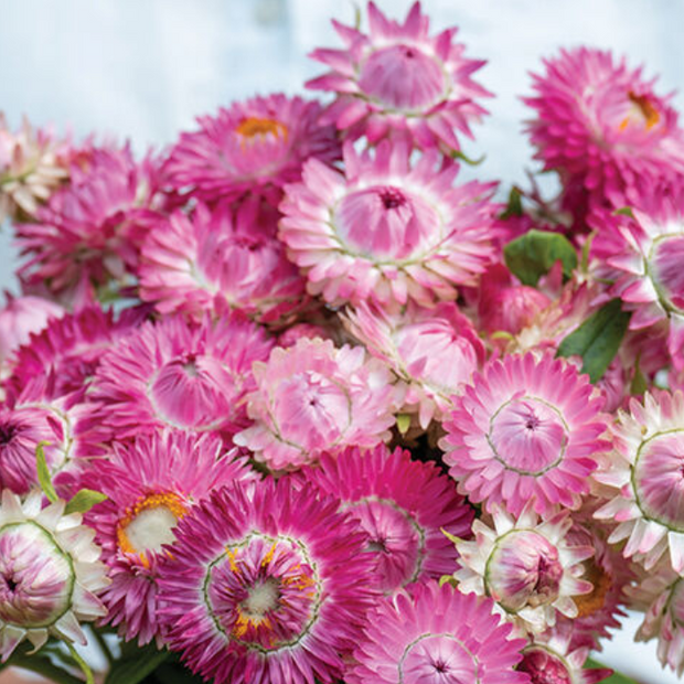 Bright Rose Strawflower Seed