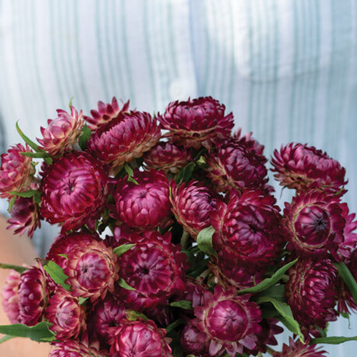 Cranberry Rose Strawflower Seed