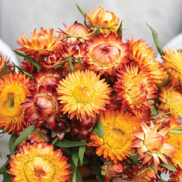 King Size Orange Strawflower Seed