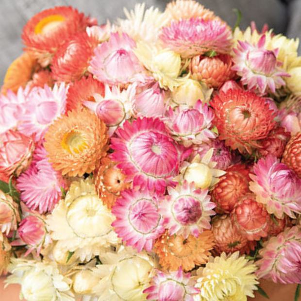 Seashells Mix Strawflower Seeds