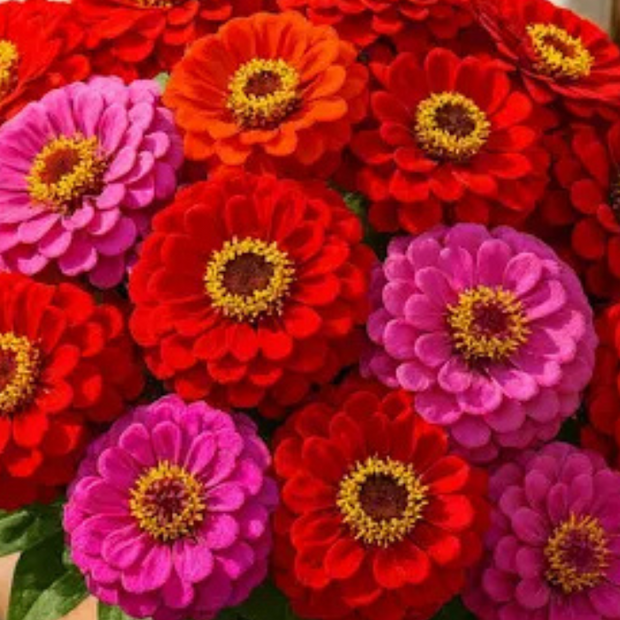 Merlot Mix Zinnia Seeds