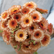 Calendula Seed Orange Flash Calendula Seed