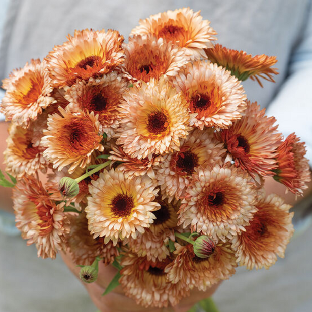 Calendula Seed Orange Flash Calendula Seed