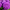 Aster Seeds Dwarf Milady Lilac Asters Seeds