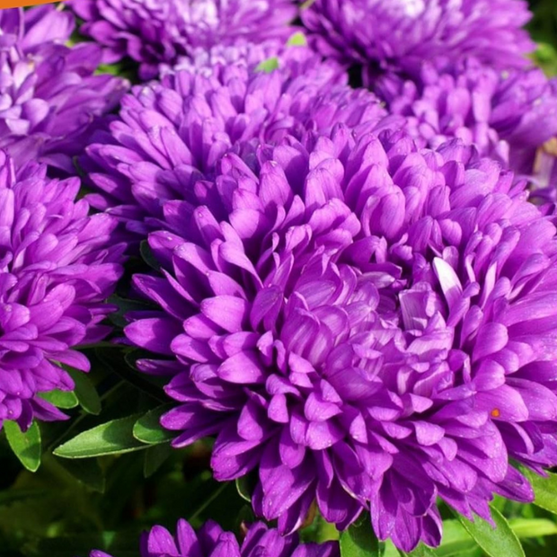 Aster Seeds Dwarf Milady Lilac Asters Seeds