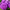 Aster Seeds Dwarf Milady Lilac Asters Seeds