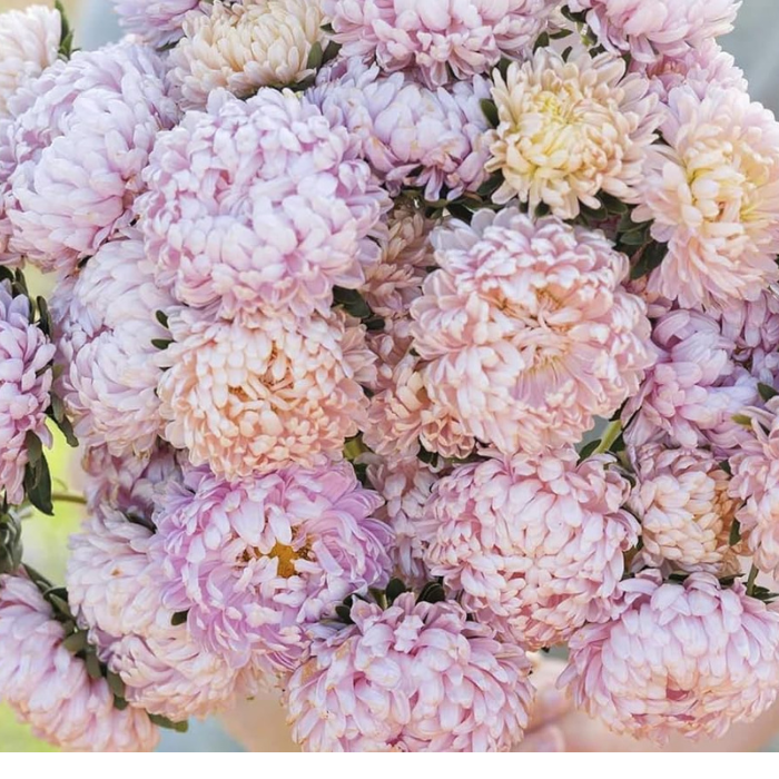 Aster Seeds Paeony Duchess Pink Asters Seeds