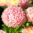 Aster Seeds Paeony Duchess Pink Asters Seeds