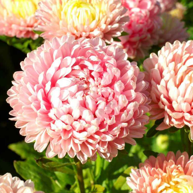 Aster Seeds Paeony Duchess Pink Asters Seeds