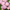 Aster Seeds Paeony Duchess Pink Asters Seeds