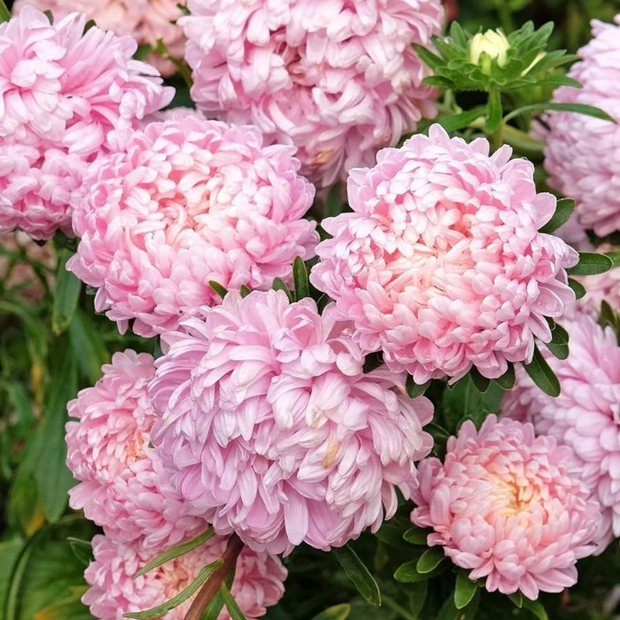 Aster Seeds Paeony Duchess Pink Asters Seeds