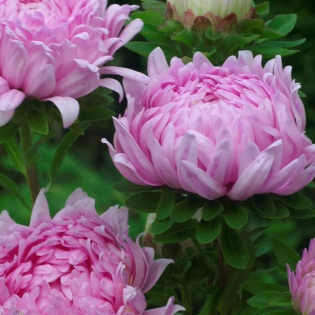 Aster Seeds Paeony Duchess Coral-rose Aster Seeds