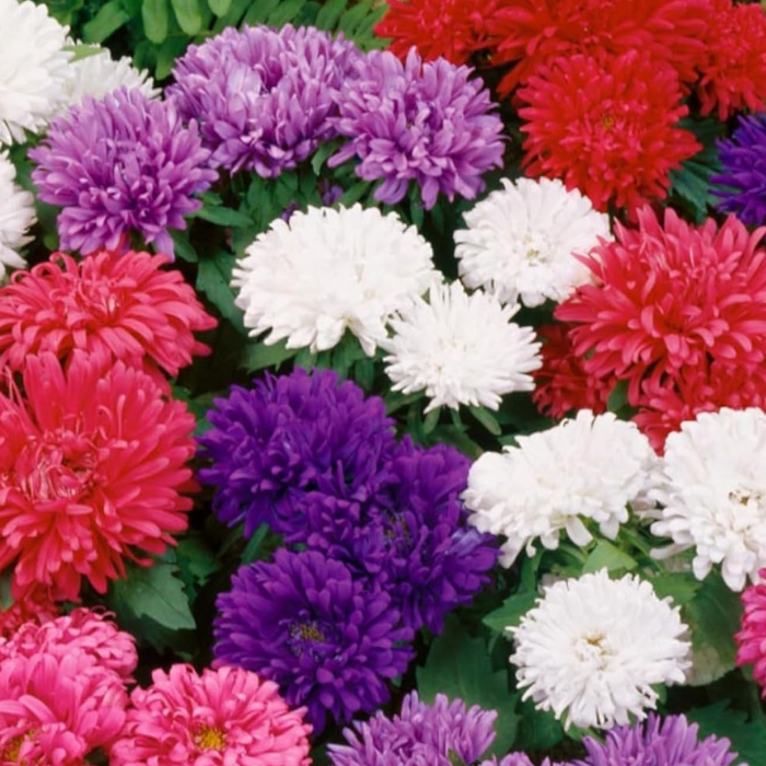 Aster Seeds Dwarf Milady Mix China Aster Seeds