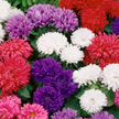 Aster Seeds Dwarf Milady Mix China Aster Seeds