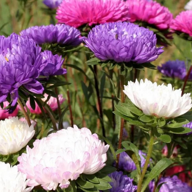 Aster Seeds Dwarf Milady Mix China Aster Seeds