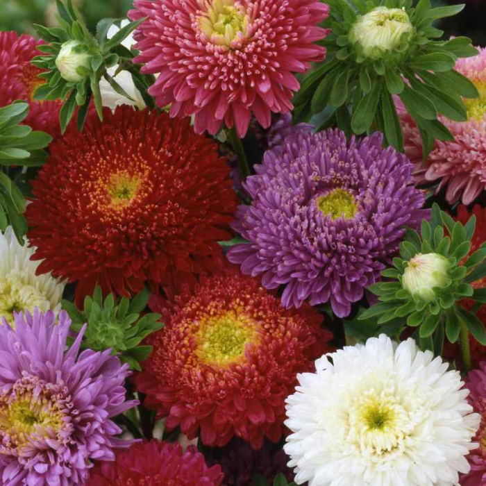 Aster Seeds Dwarf Milady Mix China Aster Seeds