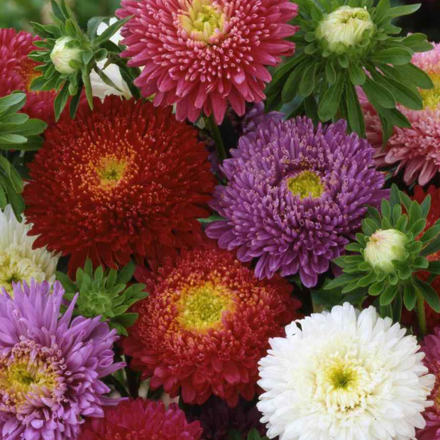 Aster Seeds Dwarf Milady Mix China Aster Seeds