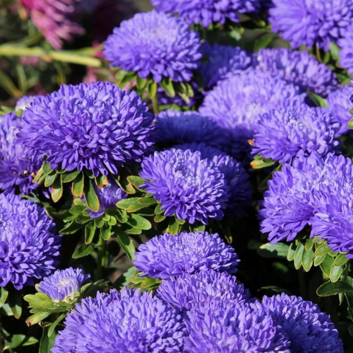 Aster Seeds Paeony Duchess Dark Blue Aster Seeds
