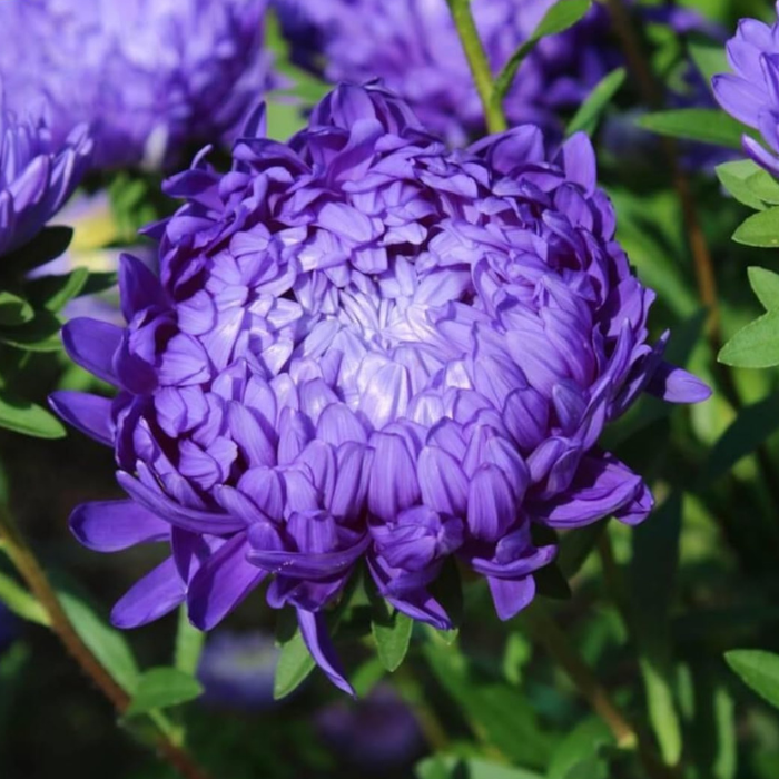 Aster Seeds Paeony Duchess Dark Blue Aster Seeds
