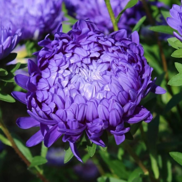 Aster Seeds Paeony Duchess Dark Blue Aster Seeds