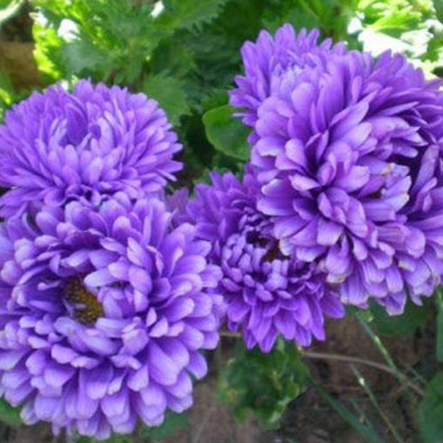 Aster Seeds Paeony Duchess Dark Blue Aster Seeds