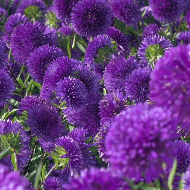 Aster Seeds -Double Gremlin Violet Seeds