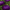 Aster Seeds -Double Gremlin Violet Seeds
