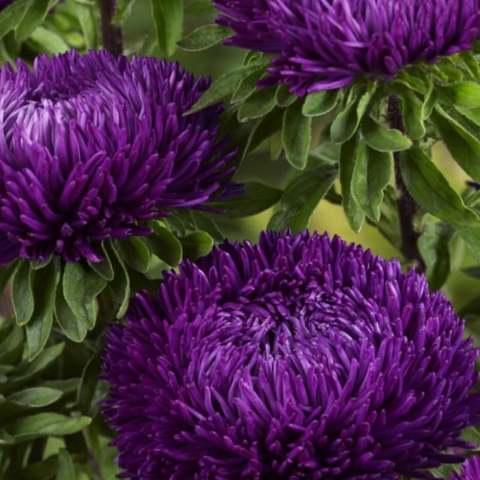 Aster Seeds -Double Gremlin Violet Seeds