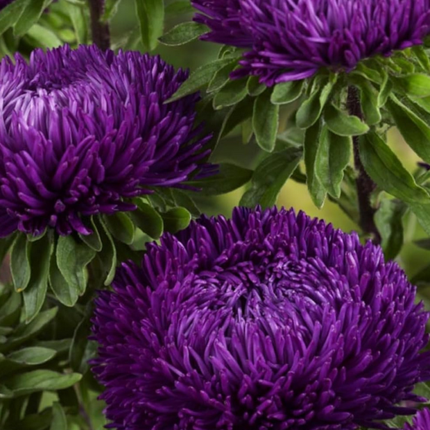 Aster Seeds -Double Gremlin Violet Seeds