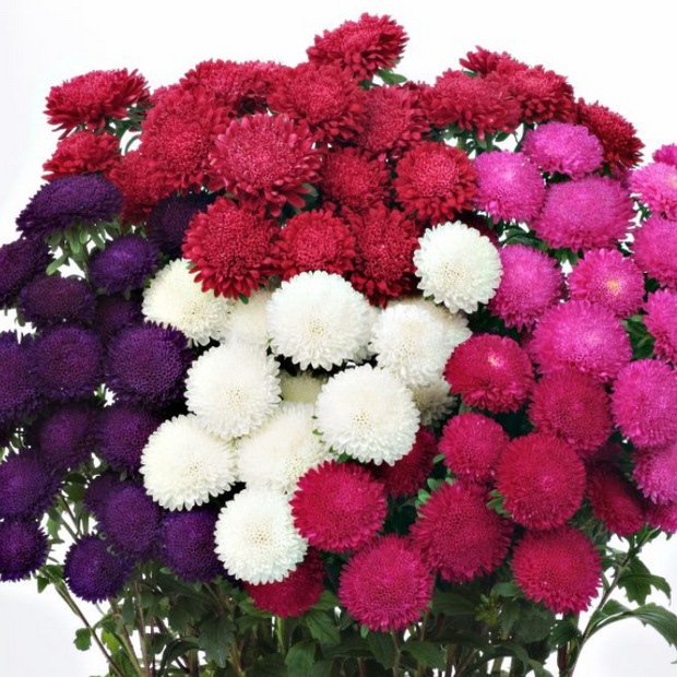 Aster Bonita Mix F1 Seed