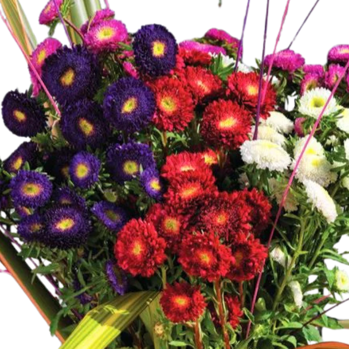 Aster Bonita Mix F1 Seed